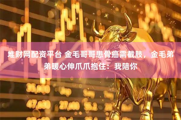 堆财网配资平台 金毛哥哥患骨癌需截肢，金毛弟弟暖心伸爪爪抱住：我陪你